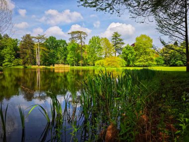 Ormandaki güzel bir gölün kıyısında. Barış
