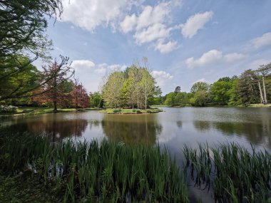 Ormandaki güzel göl. İlkbaharda doğa