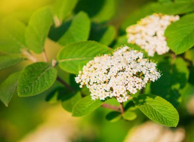 Çiçek açan yaşlılar. Çiçek açan beyaz mürver üzümü. Bir yaz günü, gün batımında, renkli doğal arka plan..