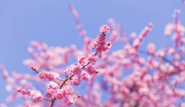 Parkta bahar mevsiminde çiçek açan güzel sakura ağacı. İlk bahar çiçekleri ağaçlarda çiçek açıyor. Takvim 2024. Kartpostallar. Yüksek kaliteli fotoğraflar.