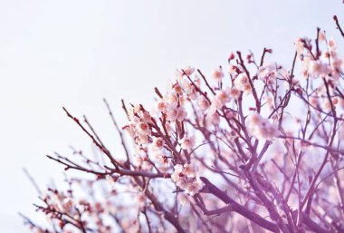 Parkta bahar mevsiminde çiçek açan güzel bir ağaç. Baharın başlangıcı. Takvim 2024. Kartpostallar. Yüksek kaliteli fotoğraflar.