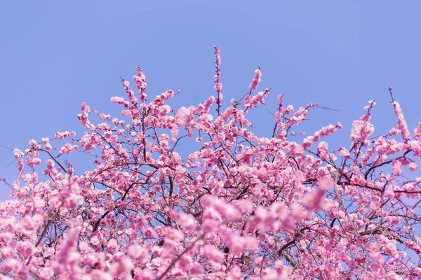 Bahar mevsiminde mavi gökyüzünün arka planındaki parkta güzel çiçek açan sakura ağacı. Ağaçlarda ilk bahar çiçekleri açar. Uzayın kopyaları. Takvim 2024.Posta Kartları. Yüksek kaliteli fotoğraflar..