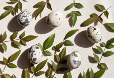 Hafif ahşap bir masada taze bıldırcın yumurtaları. Çiğ bıldırcın yumurtası. Yemek hazırlama konsepti. Seçici odak.