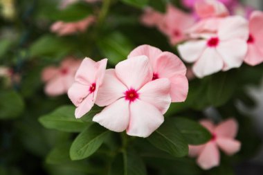 Caranthus ya da Madagaskar menekşesi, pembe, mor ve beyaz çiçekli tropikal bitki. Yüksek kalite fotoğraf.