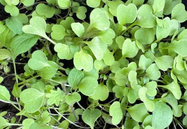 Sebze bahçesinde yetişen yeşil fidelerin yakın çekimi