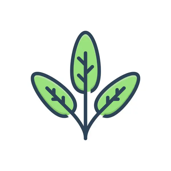 Icono Ilustración Color Para Salvia — Vector de stock