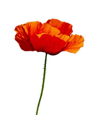 Poppy. Beyaz background.red haşhaş izole kırmızı gelincik. güzel