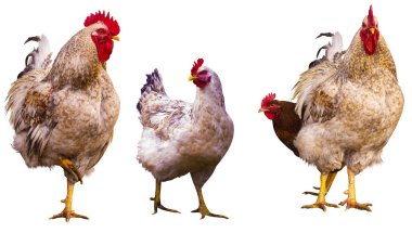 Çiftlik hayvanları horoz ve tavuk beyaz arka planda izole