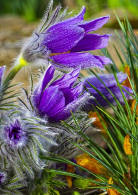 Rüzgâr Çiçeği ya da Pulsatilla Patenleri. İlkbaharda açan çiçek, mor bitki makrosu, rüya otları.