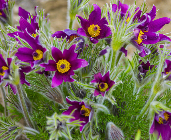 Первый весенне-цветущий цветок, фиолетовое растение, трава мечты