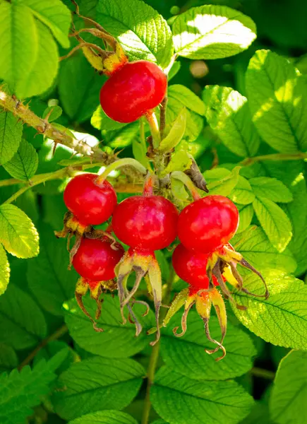 Briar, wild rose hip in nature.Briar Rose Rosehip (in german Hagebutte) Rosa canina