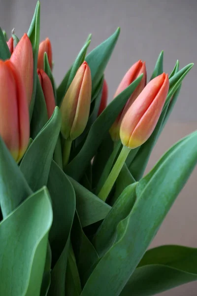 stock image bouquet of red tulips