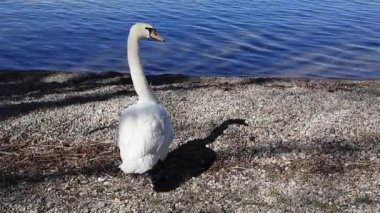 Beyaz Kuğu Sabah gölün kenarında