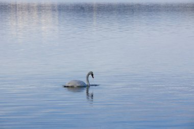 Göldeki beyaz kuğu 