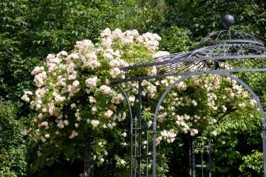 Bir buket gül ve bir pavyon 