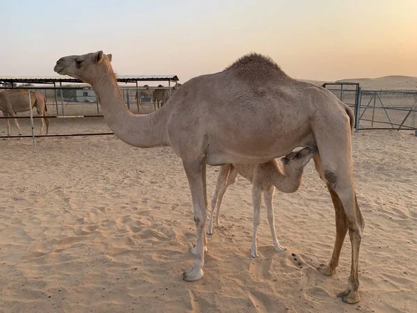 Καμήλα Μοσχάρι Στην Έρημο — Φωτογραφία Αρχείου