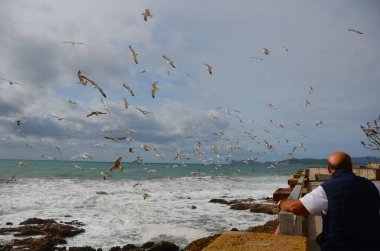 Alghero, Sardinya, İtalya 'da deniz kenarındaki martılar