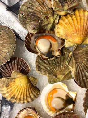 Balık pazarında deniz tarakları