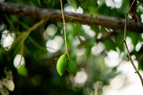 Mangoes are growing on the mango tree. Nam Dok Mai Mango Young Mango