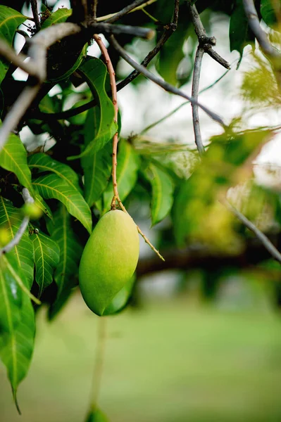 Mangoes are growing on the mango tree. Nam Dok Mai Mango Young Mango