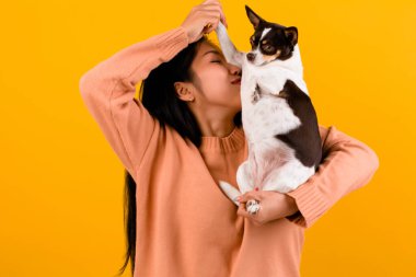 Şirin Asyalı kadın ve onun chihuahua chihuahua köpek aşığı Köpeğini seven bir kızın mutluluğu İnsanların ve şirin köpeklerin sevgisi turuncu stüdyoda fotoğraf çekimi