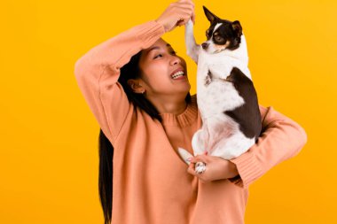 Şirin Asyalı kadın ve onun chihuahua chihuahua köpek aşığı Köpeğini seven bir kızın mutluluğu İnsanların ve şirin köpeklerin sevgisi turuncu stüdyoda fotoğraf çekimi