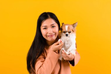 Şirin Asyalı kadın ve onun chihuahua chihuahua köpek aşığı Köpeğini seven bir kızın mutluluğu İnsanların ve şirin köpeklerin sevgisi turuncu stüdyoda fotoğraf çekimi