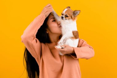 Şirin Asyalı kadın ve onun chihuahua chihuahua köpek aşığı Köpeğini seven bir kızın mutluluğu İnsanların ve şirin köpeklerin sevgisi turuncu stüdyoda fotoğraf çekimi