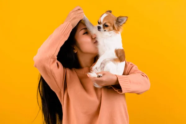 可爱的亚洲女人和他的吉娃娃吉娃娃爱狗的情人一个爱他的狗的女孩的幸福爱狗的人和可爱的狗在橙色工作室拍照 — 图库照片