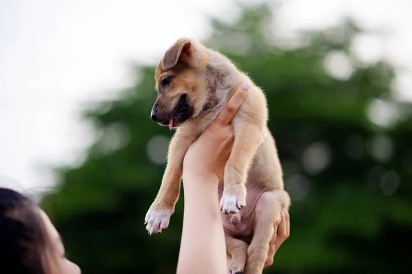 Köpek Severler Genç Kadın Sevimli Köpek Yavrusuna Sarılıp Sevgi Gösteren — Stok fotoğraf