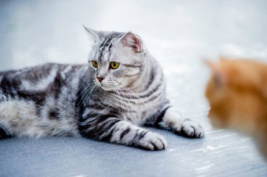 Şirin kedi havuzun yanında yürüyor şişman kedi kediler için çok fazla yiyor zeki ve iyi huylu kedi sahibi mutluluğu