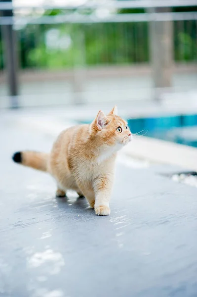 Şirin Kedi Havuzun Yanında Yürüyor Şişman Kedi Kediler Için Çok — Stok fotoğraf