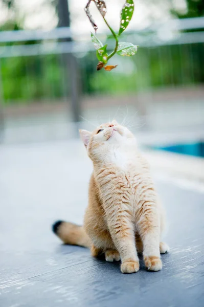 Cute Cat Walks House Pool Fat Cat Cat Eats Lot — Stock Photo, Image