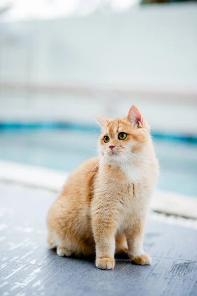 可爱的猫走在游泳池边的房子里 肥猫吃了很多对猫的爱聪明善良的猫主人快乐 — 图库照片