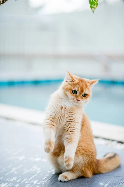 cute cat walks in the house by the pool fat cat cat eats a lot love for cats Intelligent and good-natured cat cat owner happiness