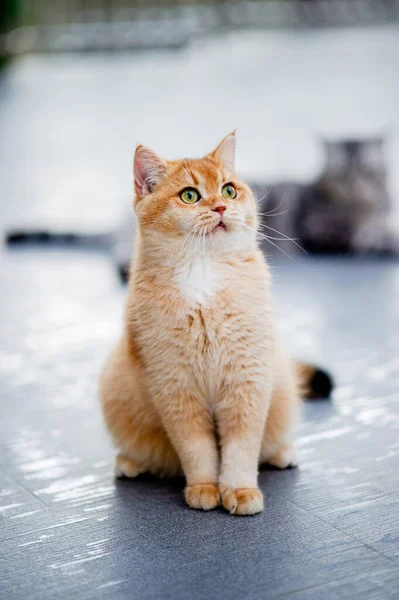 Cute Cat Walks House Pool Fat Cat Cat Eats Lot — Stock Photo, Image