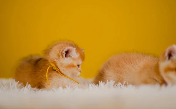 orange cat cute cat cute pet sleeping kitten cute kitten cat growth maturity The look and innocence of cats.