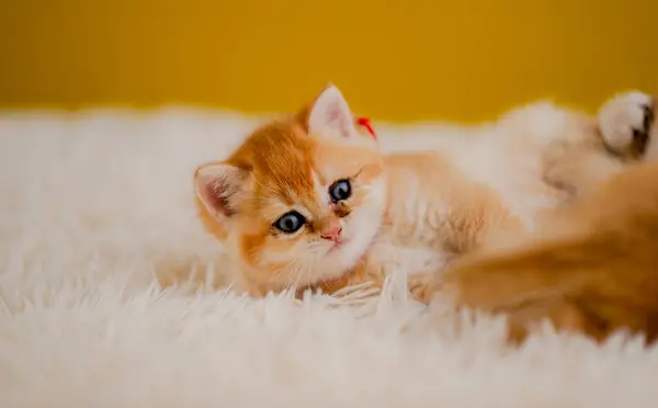 Orange Katze Niedlich Katze Niedlich Haustier Schlafende Kätzchen Niedlich Kätzchen — Stockfoto