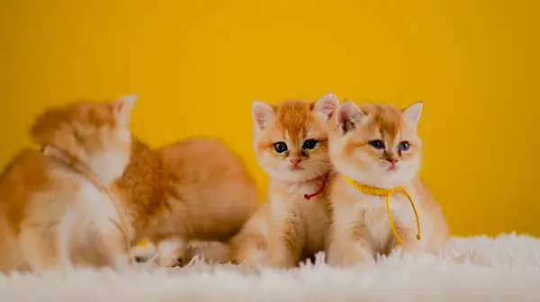 Gatto Arancione Gatto Carino Animale Domestico Carino Gattino Addormentato Gattino — Foto Stock