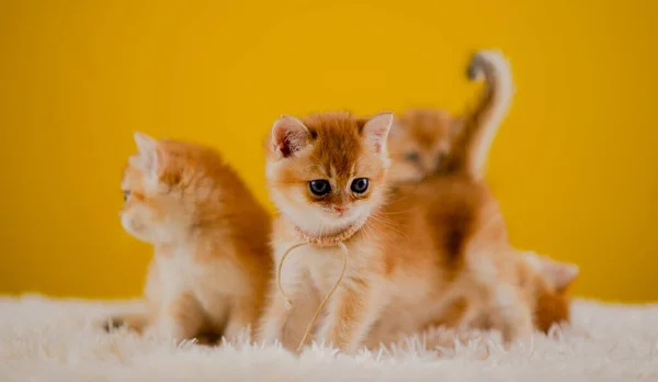 Orange Cat Cute Cat Cute Pet Sleeping Kitten Cute Kitten — Stock Photo, Image