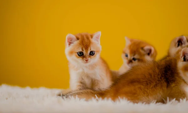 Oranžová Kočka Roztomilé Kočka Roztomilé Mazlíček Spací Kotě Roztomilé Kotě — Stock fotografie