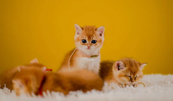 Gato Laranja Gato Bonito Animal Estimação Bonitinho Dormindo Gatinho Bonito — Fotografia de Stock