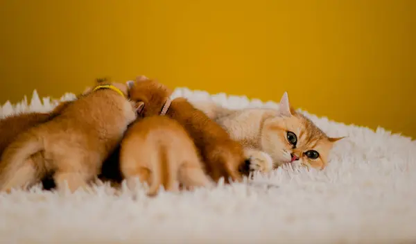 Gato Laranja Gato Bonito Animal Estimação Bonitinho Dormindo Gatinho Bonito — Fotografia de Stock