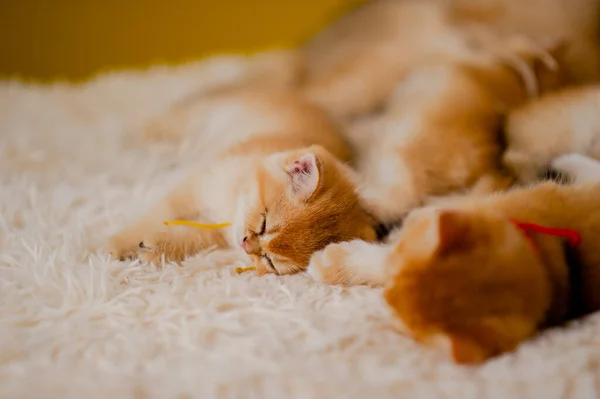 Pomarańczowy Kot Ładny Kot Ładny Zwierzak Spać Kotek Słodkie Kotek — Zdjęcie stockowe