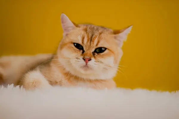 橙色的猫可爱的猫可爱的宠物熟睡的猫可爱的猫成长成熟的猫的外表和天真 — 图库照片