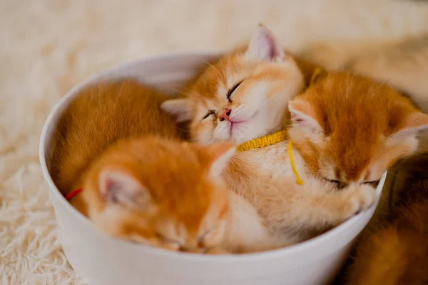 Portakal Kedisi Sevimli Kedi Tatlı Kedi Uyuyan Kedi Yavrusu Tatlı — Stok fotoğraf