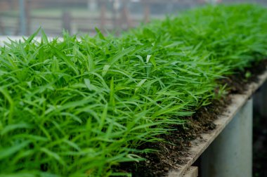 Organik sebze bahçeleri, hidrofonik bahçeler, sebzeler ve sağlıklı beslenme..