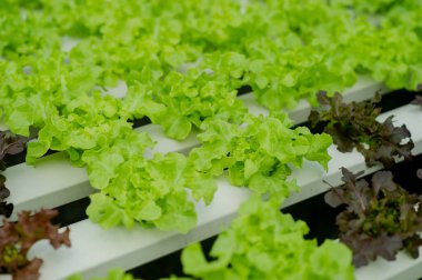 Organik sebze bahçeleri, hidrofonik bahçeler, sebzeler ve sağlıklı beslenme..