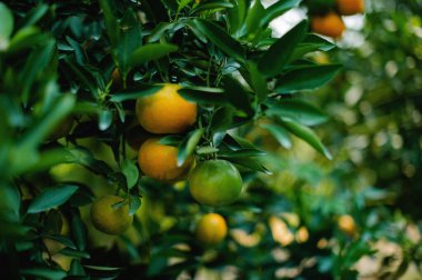 Portakallar tatlı ve ekşi meyvelerdir ve yüksek C vitamini içerirler. Bulbul meyve bahçesi, mevsime göre meyve veren meyve bahçesinden elde edilen kimyasallardan arınmıştır..