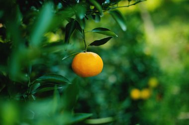 Portakallar tatlı ve ekşi meyvelerdir ve yüksek C vitamini içerirler. Bulbul meyve bahçesi, mevsime göre meyve veren meyve bahçesinden elde edilen kimyasallardan arınmıştır..